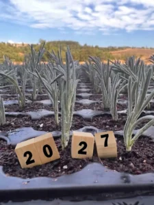 Bouture de lavandin pour 2027